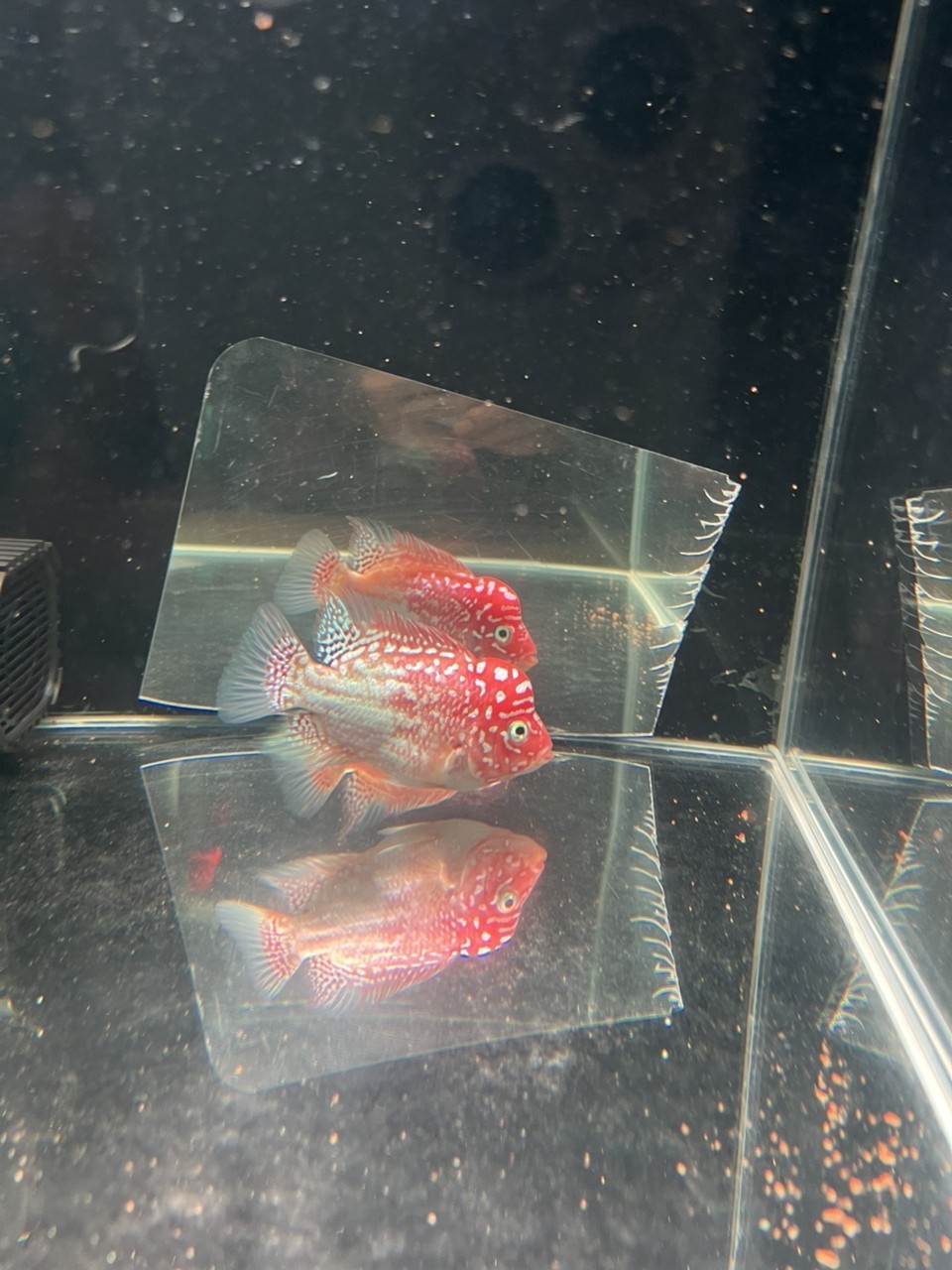 金花火鳳凰