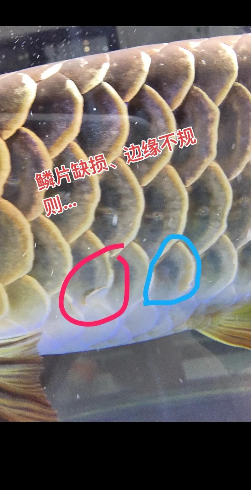 龍魚魚鱗充血怎么辦圖片
