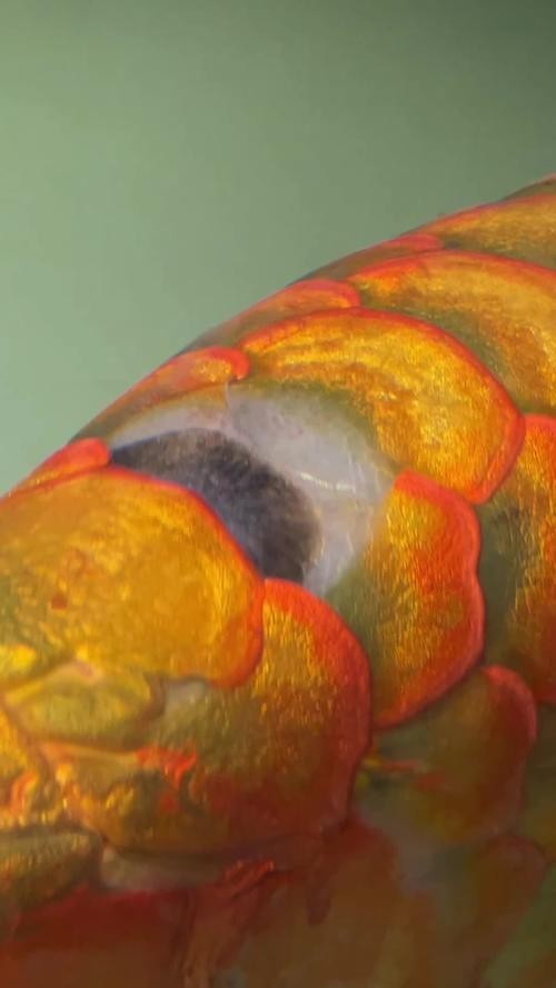 龍魚魚鱗充血怎么辦圖片