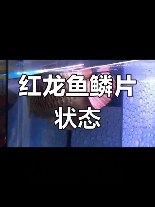 龍魚魚鱗充血怎么辦圖片