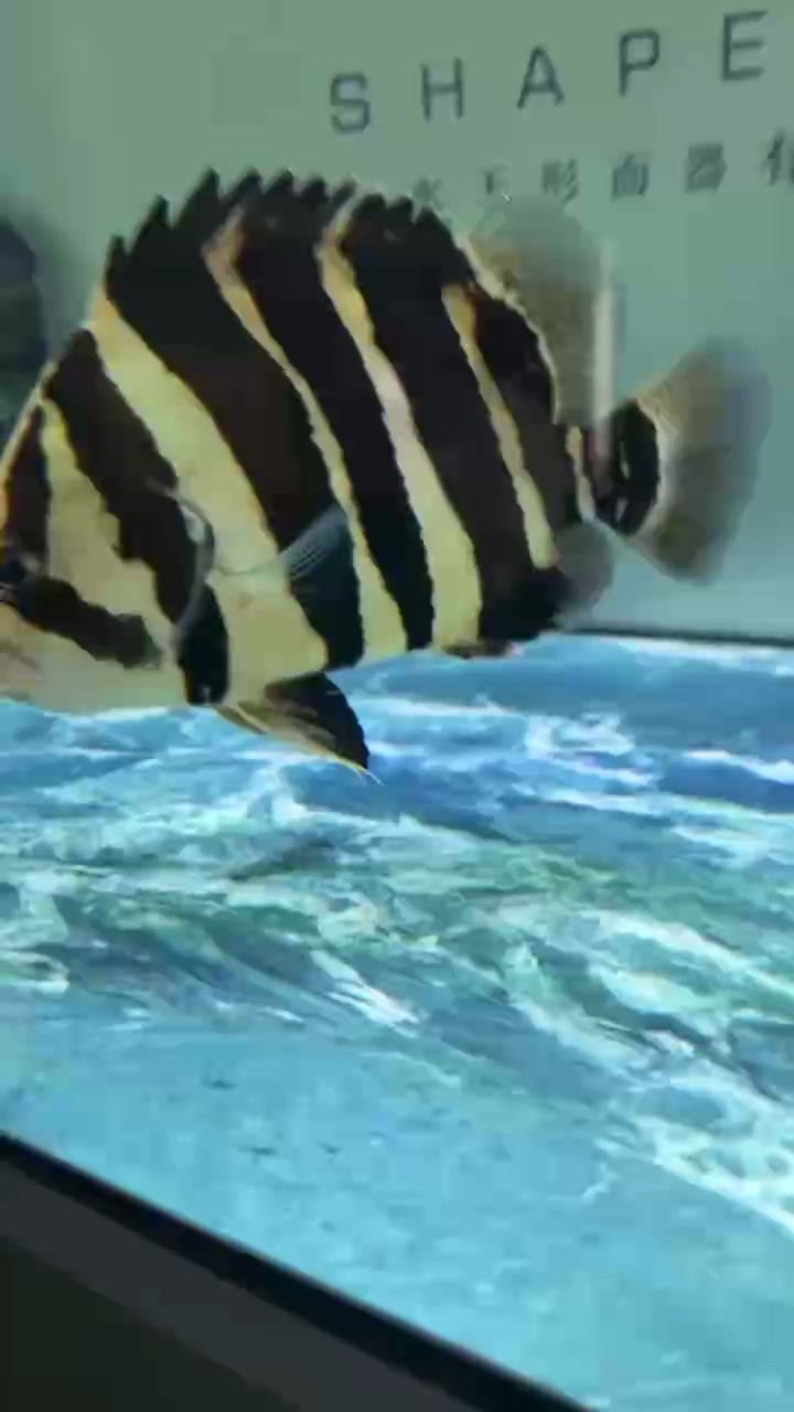 新來小虎記錄