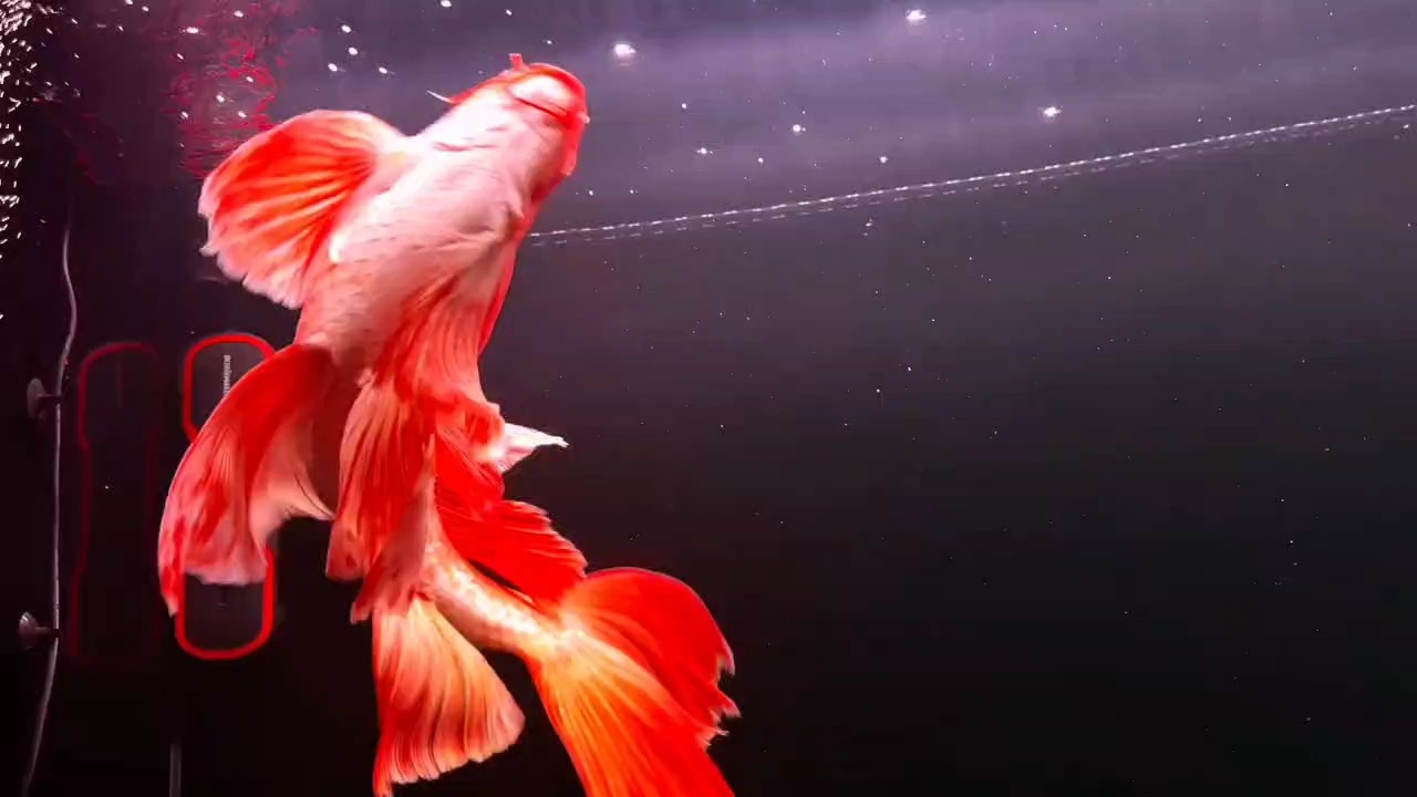 太美了，紅色普身蝴蝶鯉