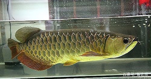 龍魚翹頭游怎么辦
