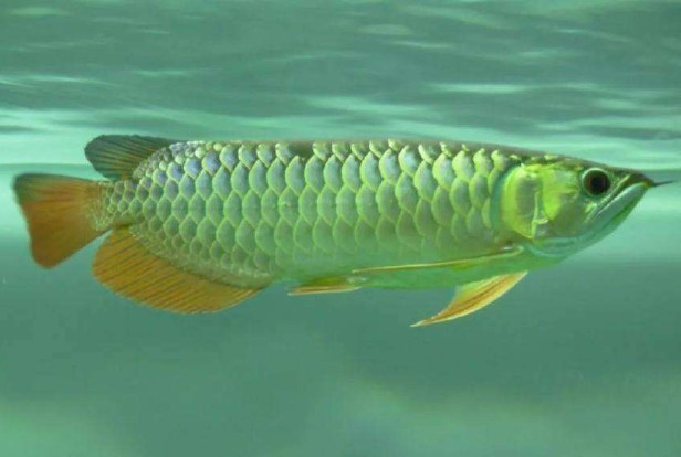 龍魚翹頭游怎么辦