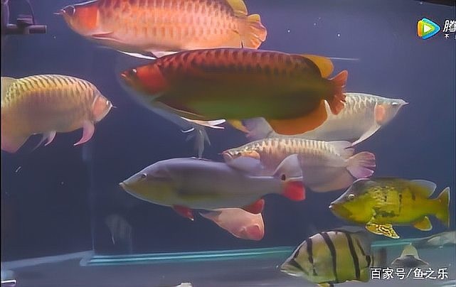 龍魚翹頭游怎么辦