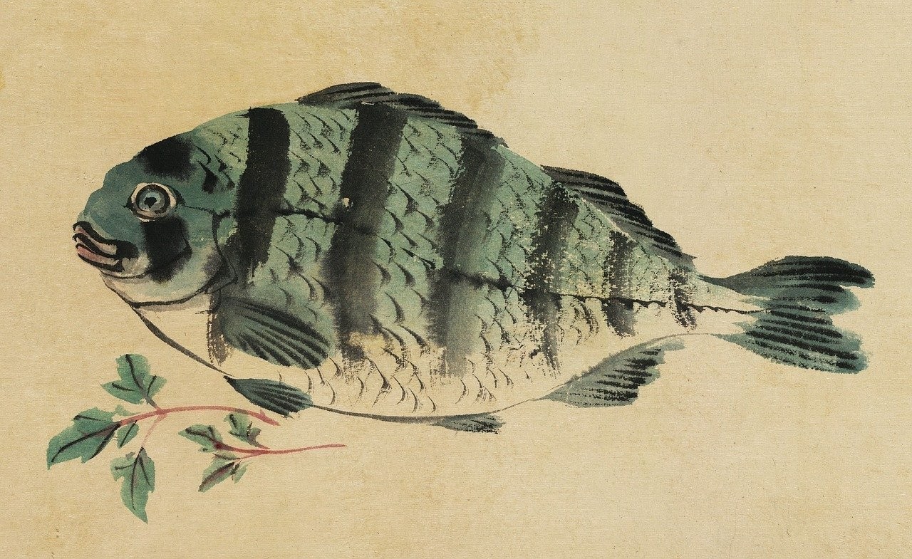 日本竹莢魚中國叫什么