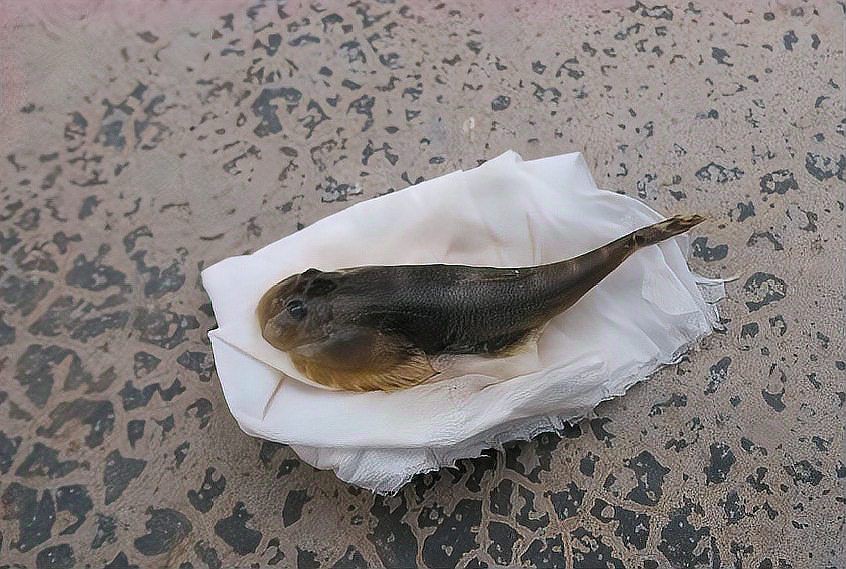 附在石頭上的小魚叫啥魚 附在石頭上的小魚叫啥魚 龍魚論壇 第3張