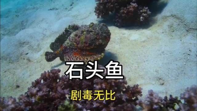 附在石頭上的小魚叫啥魚 附在石頭上的小魚叫啥魚 龍魚論壇 第10張