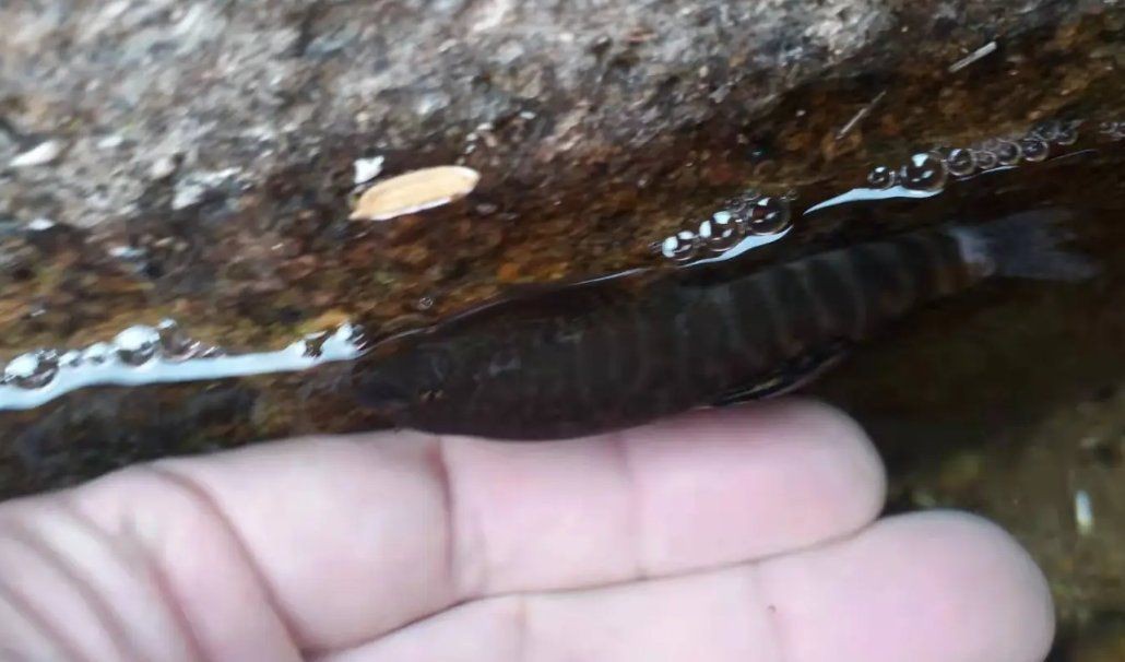 附在石頭上的小魚叫啥魚 附在石頭上的小魚叫啥魚 龍魚論壇 第6張