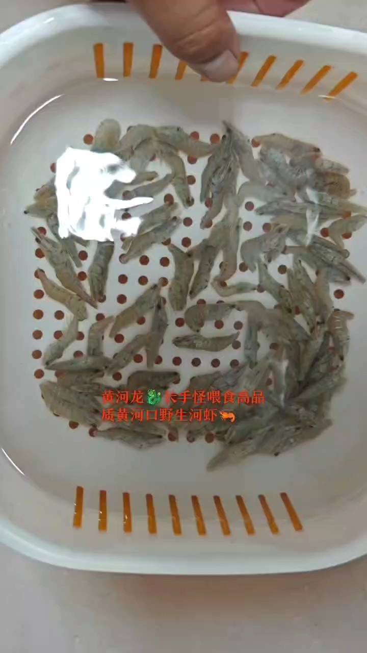 長(zhǎng)手怪喂食高品質(zhì)黃河口速凍野生河蝦