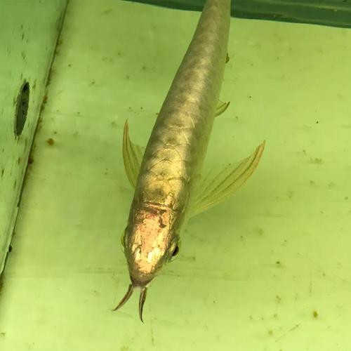24K金頭金龍魚有哪些品種？
