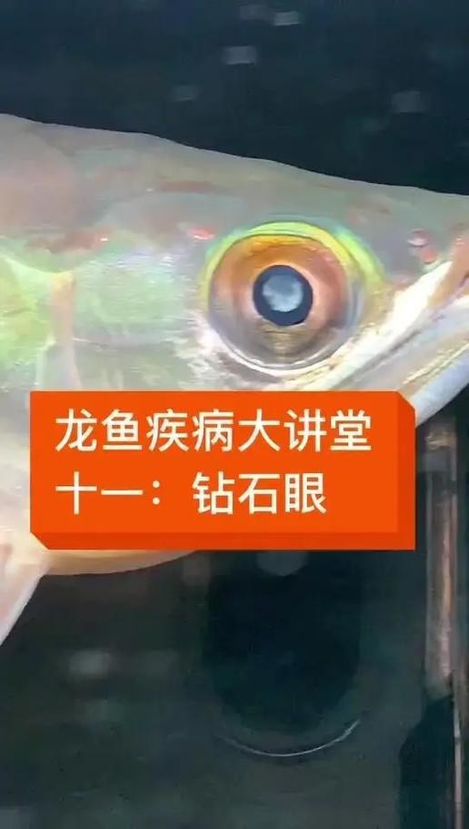 金龍魚眼睛上有白點是什么情況