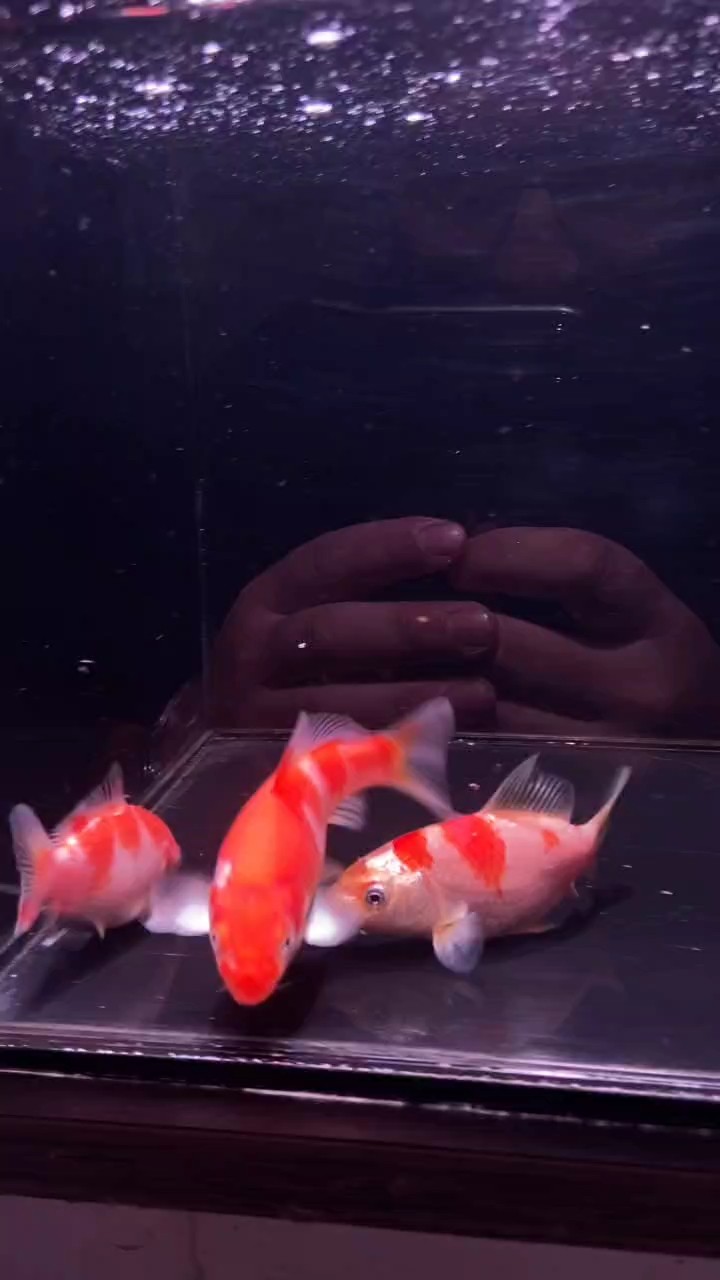 喜歡蝴蝶鯉的關注我，交魚友