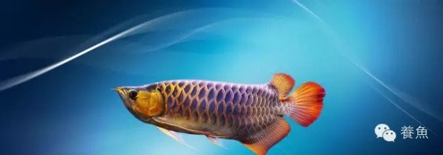 龍魚喂冷凍的小魚怎么消毒 龍魚喂冷凍的小魚怎么消毒 龍魚百科 第3張