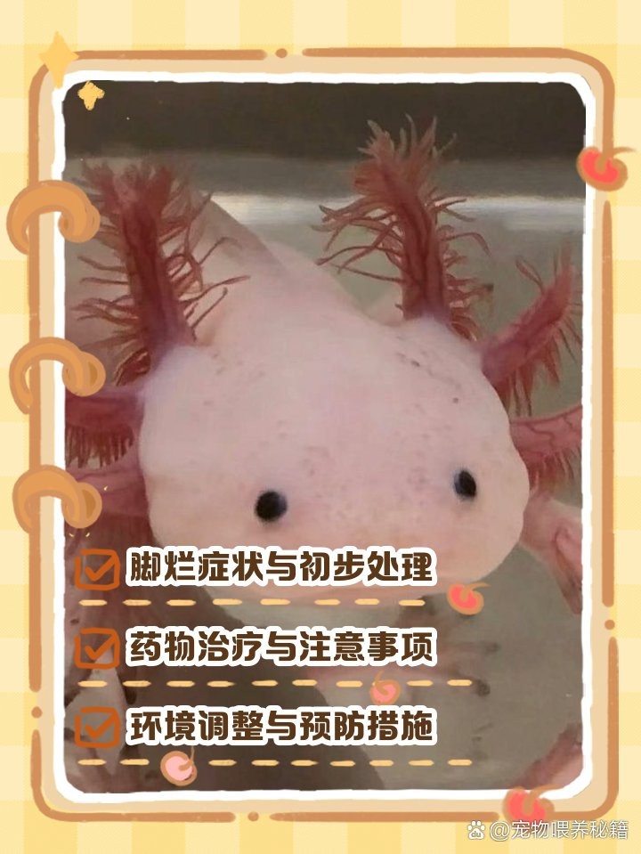 如何預防六角恐龍魚腳部潰爛？