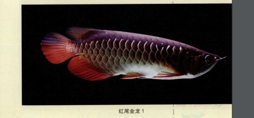 <strong><mark>岐山</mark></strong>縣龍宮水族店（龍宮水族館）