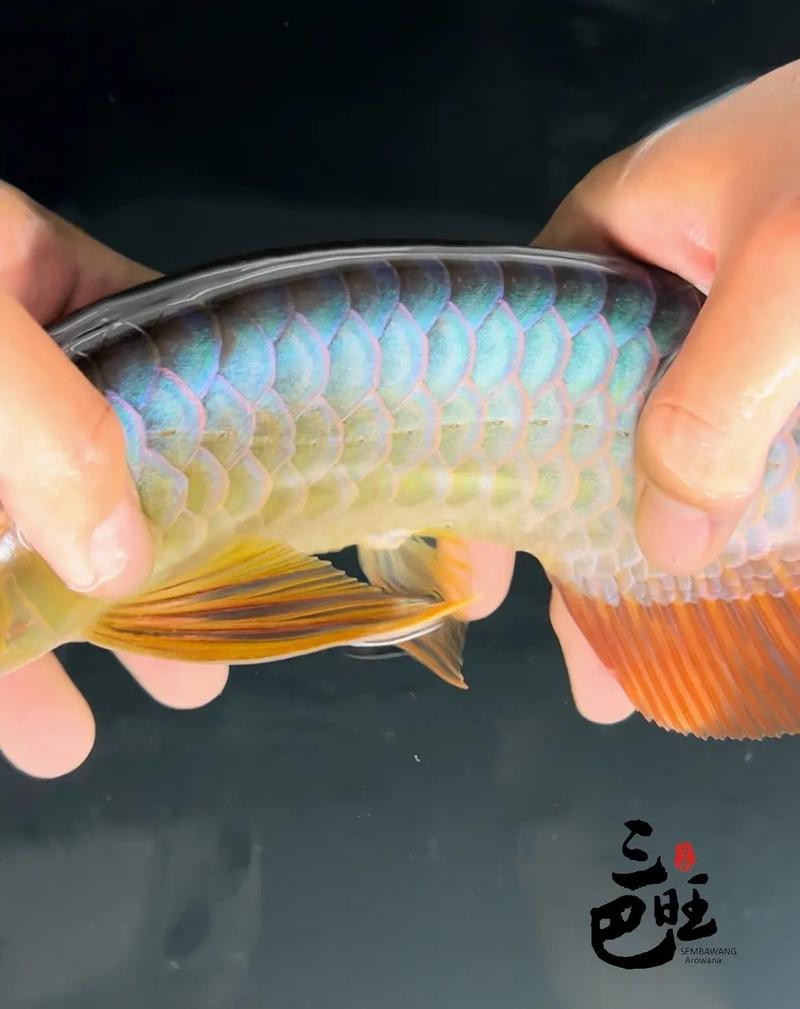 如何區(qū)分過(guò)背金龍的不同類型？