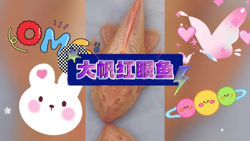 女王大帆公母對照表圖片