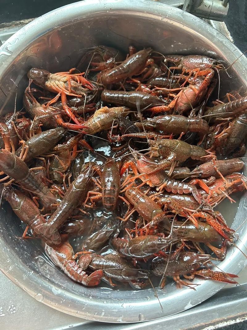 小龍蝦實(shí)拍圖