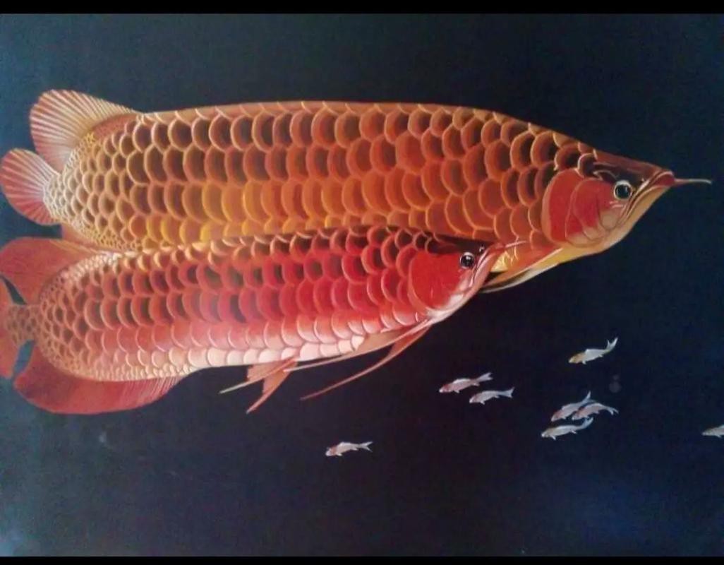 金龍魚背景圖片可愛卡通