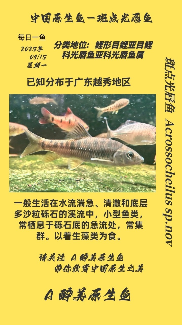 斑點光唇魚