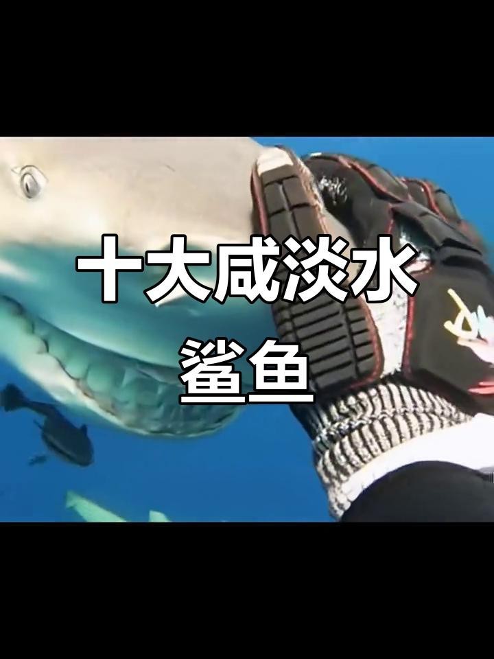 淡水鯊魚10大品種