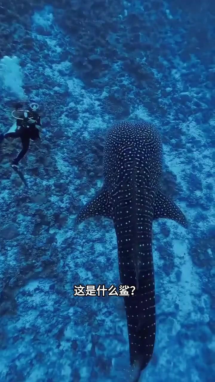 淡水鯊魚10大品種