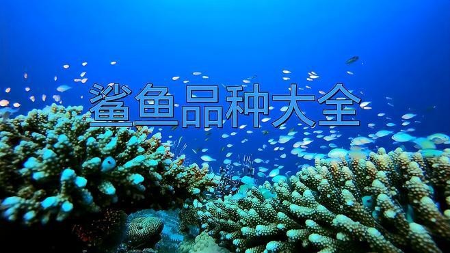 淡水鯊魚10大品種