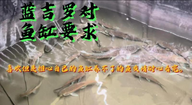 吉羅魚為什么沒人養