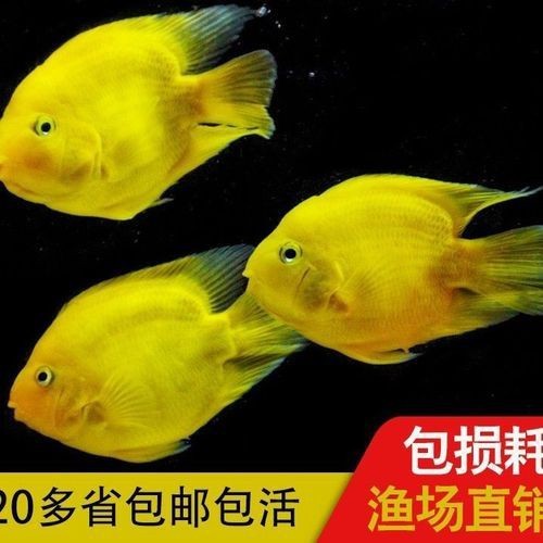 紅黃元寶鸚鵡魚最簡單三個步驟圖片 龍魚論壇 第2張 紅黃元寶鸚鵡魚最簡單三個步驟圖片 紅黃元寶鸚鵡魚最簡單三個步驟圖片 龍魚論壇 第2張