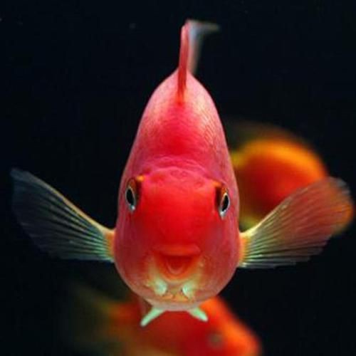 紅黃元寶鸚鵡魚最簡單三個步驟圖片 龍魚論壇 第1張 紅黃元寶鸚鵡魚最簡單三個步驟圖片 紅黃元寶鸚鵡魚最簡單三個步驟圖片 龍魚論壇 第1張