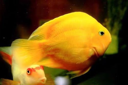 紅黃元寶鸚鵡魚最簡單三個步驟圖片 龍魚論壇 第4張 紅黃元寶鸚鵡魚最簡單三個步驟圖片 紅黃元寶鸚鵡魚最簡單三個步驟圖片 龍魚論壇 第4張