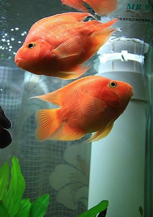 紅黃元寶鸚鵡魚最簡單三個步驟圖片 龍魚論壇 第6張 紅黃元寶鸚鵡魚最簡單三個步驟圖片 紅黃元寶鸚鵡魚最簡單三個步驟圖片 龍魚論壇 第6張