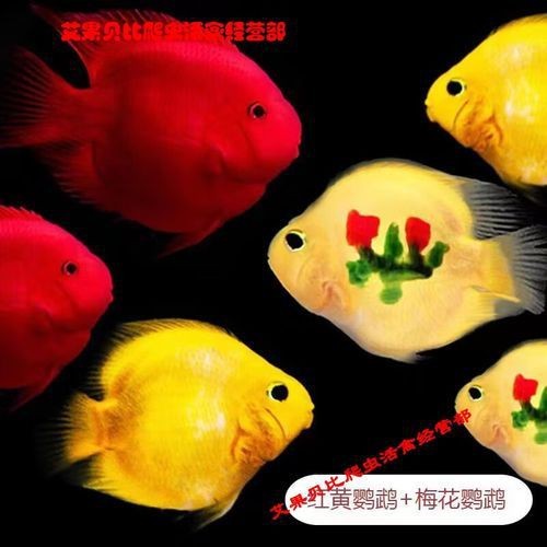 紅黃元寶鸚鵡魚最簡單三個步驟圖片 龍魚論壇 第3張 紅黃元寶鸚鵡魚最簡單三個步驟圖片 紅黃元寶鸚鵡魚最簡單三個步驟圖片 龍魚論壇 第3張
