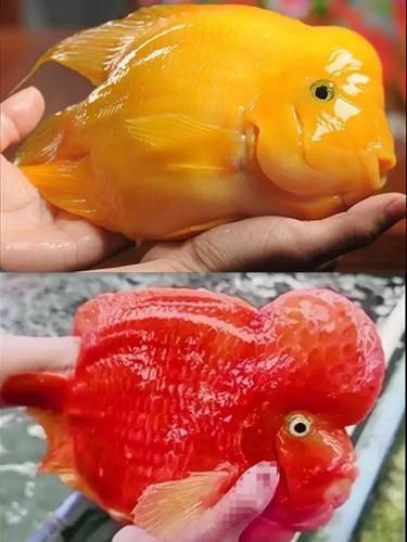 紅黃元寶鸚鵡魚最簡單三個步驟圖片 龍魚論壇 第7張 紅黃元寶鸚鵡魚最簡單三個步驟圖片 紅黃元寶鸚鵡魚最簡單三個步驟圖片 龍魚論壇 第7張