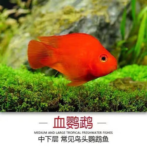 紅黃元寶鸚鵡魚最簡單三個步驟圖片 龍魚論壇 第8張 紅黃元寶鸚鵡魚最簡單三個步驟圖片 紅黃元寶鸚鵡魚最簡單三個步驟圖片 龍魚論壇 第8張