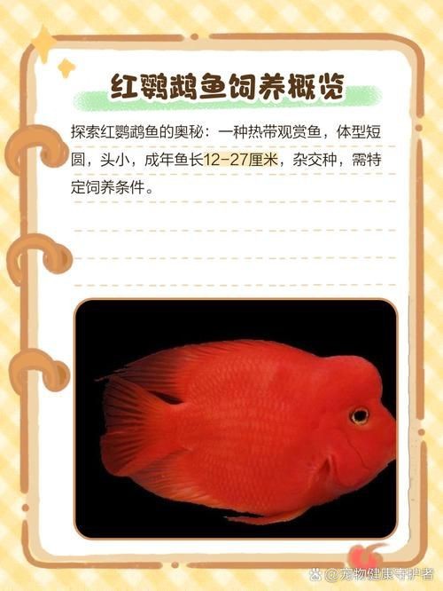 紅黃元寶鸚鵡魚最簡單三個步驟圖片 龍魚論壇 第10張 紅黃元寶鸚鵡魚最簡單三個步驟圖片 紅黃元寶鸚鵡魚最簡單三個步驟圖片 龍魚論壇 第10張