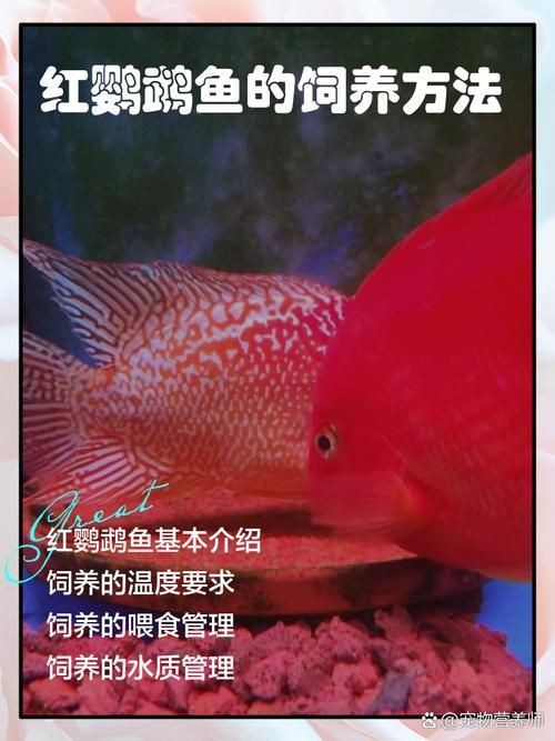 紅黃元寶鸚鵡魚最簡單三個步驟圖片 龍魚論壇 第9張 紅黃元寶鸚鵡魚最簡單三個步驟圖片 紅黃元寶鸚鵡魚最簡單三個步驟圖片 龍魚論壇 第9張