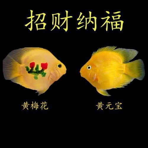 紅黃元寶鸚鵡魚最簡單三個步驟圖片 龍魚論壇 第11張 紅黃元寶鸚鵡魚最簡單三個步驟圖片 紅黃元寶鸚鵡魚最簡單三個步驟圖片 龍魚論壇 第11張