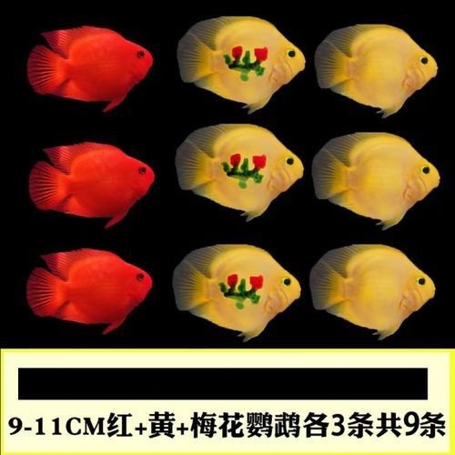紅黃元寶鸚鵡魚最簡單三個步驟圖片 龍魚論壇 第12張 紅黃元寶鸚鵡魚最簡單三個步驟圖片 紅黃元寶鸚鵡魚最簡單三個步驟圖片 龍魚論壇 第12張
