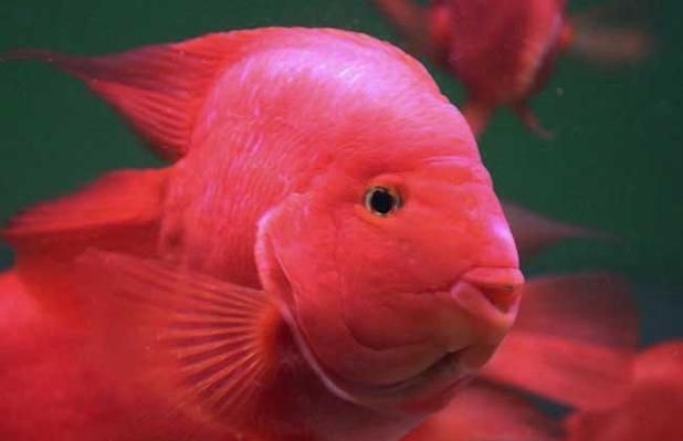 紅黃元寶鸚鵡魚最簡單三個步驟圖片 龍魚論壇 第14張 紅黃元寶鸚鵡魚最簡單三個步驟圖片 紅黃元寶鸚鵡魚最簡單三個步驟圖片 龍魚論壇 第14張