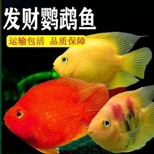 紅黃元寶鸚鵡魚最簡單三個步驟圖片 龍魚論壇 第13張 紅黃元寶鸚鵡魚最簡單三個步驟圖片 紅黃元寶鸚鵡魚最簡單三個步驟圖片 龍魚論壇 第13張
