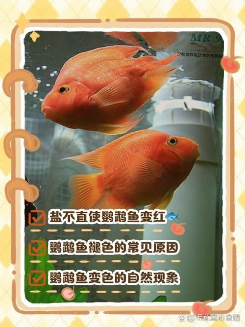 紅黃元寶鸚鵡魚最簡單三個步驟圖片 龍魚論壇 第19張 紅黃元寶鸚鵡魚最簡單三個步驟圖片 紅黃元寶鸚鵡魚最簡單三個步驟圖片 龍魚論壇 第19張