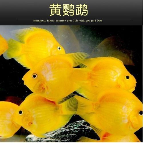 紅黃元寶鸚鵡魚最簡單三個步驟圖片 龍魚論壇 第21張 紅黃元寶鸚鵡魚最簡單三個步驟圖片 紅黃元寶鸚鵡魚最簡單三個步驟圖片 龍魚論壇 第21張