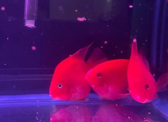 紅黃元寶鸚鵡魚最簡單三個步驟圖片 龍魚論壇 第17張 紅黃元寶鸚鵡魚最簡單三個步驟圖片 紅黃元寶鸚鵡魚最簡單三個步驟圖片 龍魚論壇 第17張