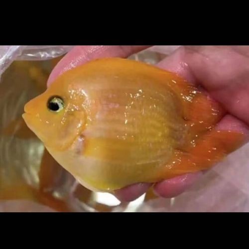 紅黃元寶鸚鵡魚最簡單三個步驟圖片 龍魚論壇 第20張 紅黃元寶鸚鵡魚最簡單三個步驟圖片 紅黃元寶鸚鵡魚最簡單三個步驟圖片 龍魚論壇 第20張