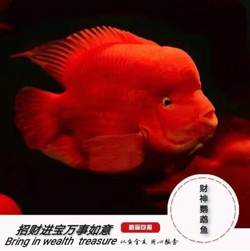 紅黃元寶鸚鵡魚最簡單三個步驟圖片 龍魚論壇 第22張 紅黃元寶鸚鵡魚最簡單三個步驟圖片 紅黃元寶鸚鵡魚最簡單三個步驟圖片 龍魚論壇 第22張
