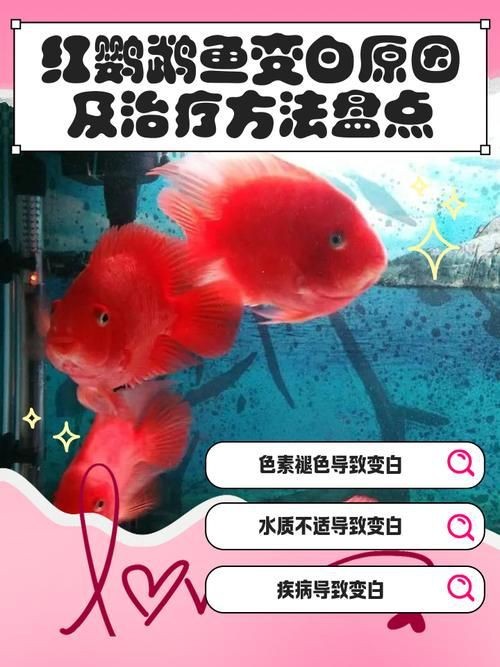 紅黃元寶鸚鵡魚最簡單三個步驟圖片 龍魚論壇 第23張 紅黃元寶鸚鵡魚最簡單三個步驟圖片 紅黃元寶鸚鵡魚最簡單三個步驟圖片 龍魚論壇 第23張