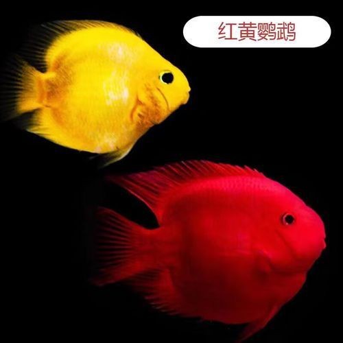 紅黃元寶鸚鵡魚最簡單三個步驟圖片 龍魚論壇 第26張 紅黃元寶鸚鵡魚最簡單三個步驟圖片 紅黃元寶鸚鵡魚最簡單三個步驟圖片 龍魚論壇 第26張