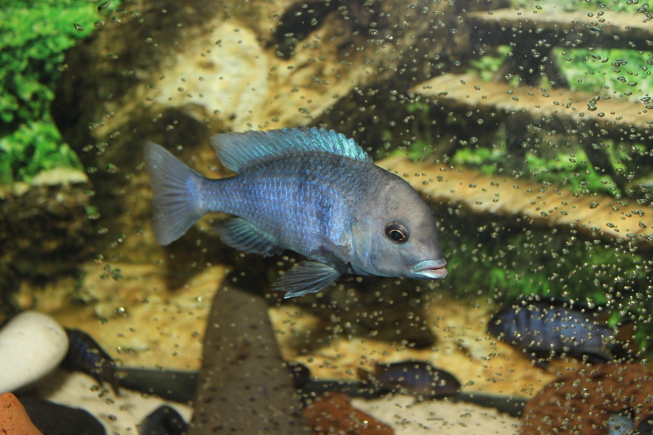 泗水和皇宮龍魚哪個好